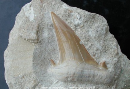 dente incastonato Otodus obliquus